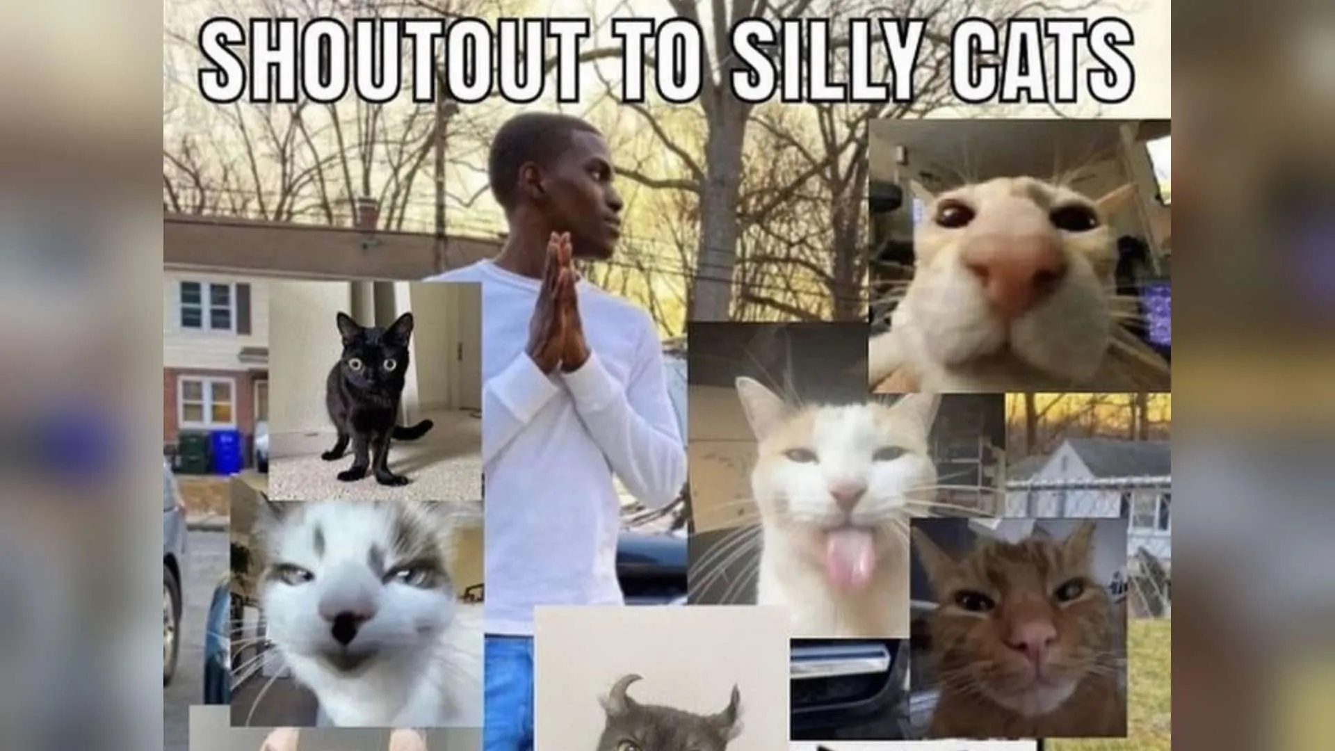 Cat image with shoutout to silly cats written on it